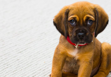 Yoga con i cuccioli, da provare